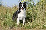 BORDER COLLIE 588